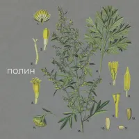 Нікіта Кісельов - Полин